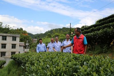 賀州稅務 稅惠賦能，助力茶香四溢 企業服務新篇章